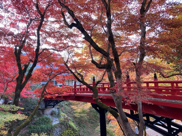 額絵のような美しさ「安國寺ドウダンツツジ」秋の一般公開と但馬三大古刹「養父神社の紅葉」と出石【久宝寺・近鉄八尾・八戸ノ里・新石切発】2